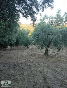 Arsa-Tarla