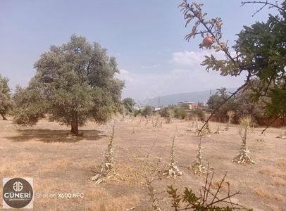 Arsa-Konut İmarlı