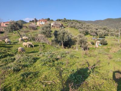 Arsa-Konut İmarlı
