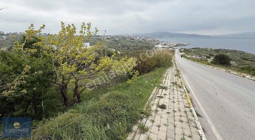 Arsa-Zeytinlik