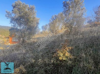 Arsa-Zeytinlik