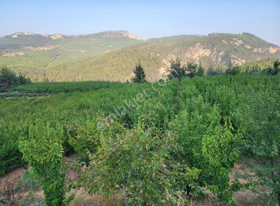 Arsa-Bağ & Bahçe