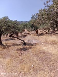 Arsa-Zeytinlik