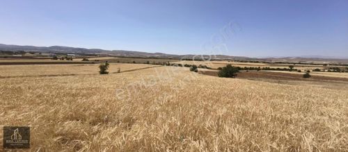 Arsa-Tarla
