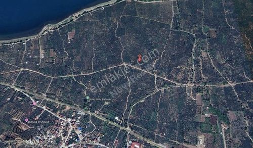 Arsa-Zeytinlik