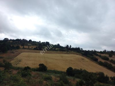 Arsa-Tarla