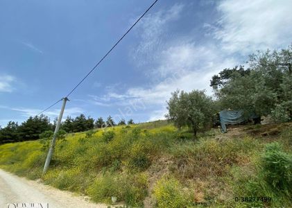 Arsa-Zeytinlik