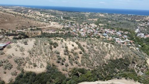 Arsa-Zeytinlik