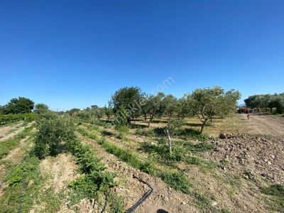 Arsa-Tarla