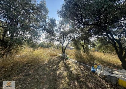 Arsa-Tarla
