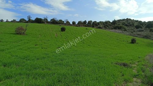 Arsa-Tarla