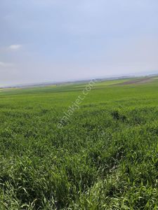 Arsa-Tarla