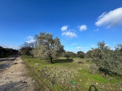 Arsa-Zeytinlik