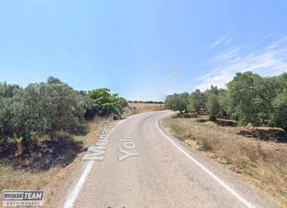 Arsa-Zeytinlik
