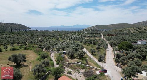 Arsa-Zeytinlik