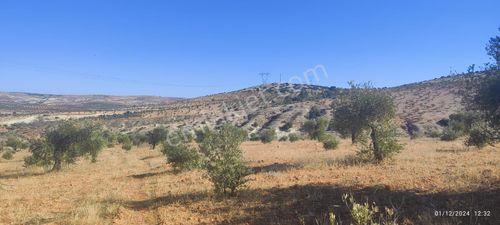 Arsa-Zeytinlik