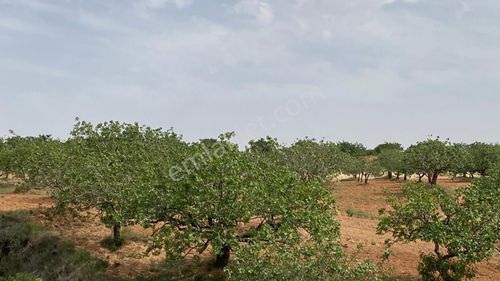 Arsa-Bağ & Bahçe