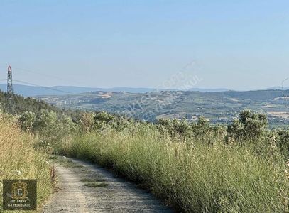 Arsa-Zeytinlik