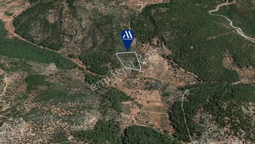 Arsa-Zeytinlik