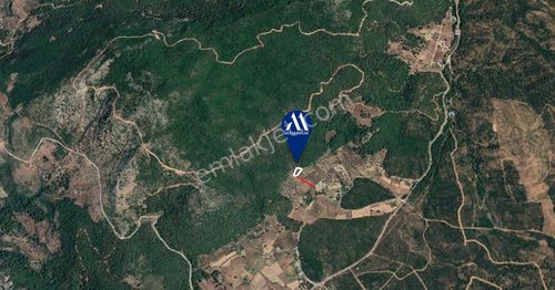Arsa-Zeytinlik