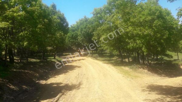 Çan Karadağ köyünde 65 dönüm satılık çiftlik arazisi