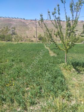Yazıhan merkez kıyıbaşı Köyü mevkinde kalan yazan merkeze çok yakın 35 dönüm kayısılıklı bahçe