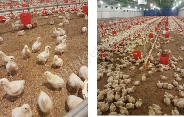  GoldHouse dan Bilecik Künceğiz de Faal Tavuk Çiftliği