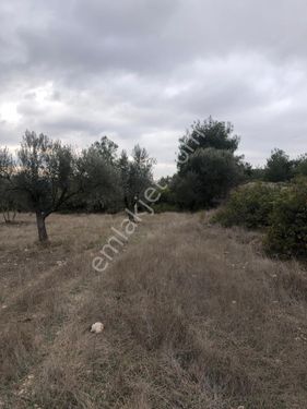 Dümrek köyünde satilik içerisinde zeytin ağaçları bulunan tarla 