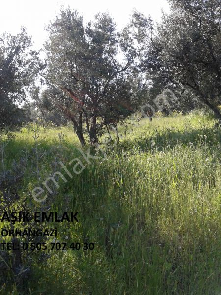 Orhangazi Yeniköy Satılık Zeytinlik Orhangazi, Yeniköy Mahallesi'nde Aşık Emlak'tan Satılık Zeytinlik