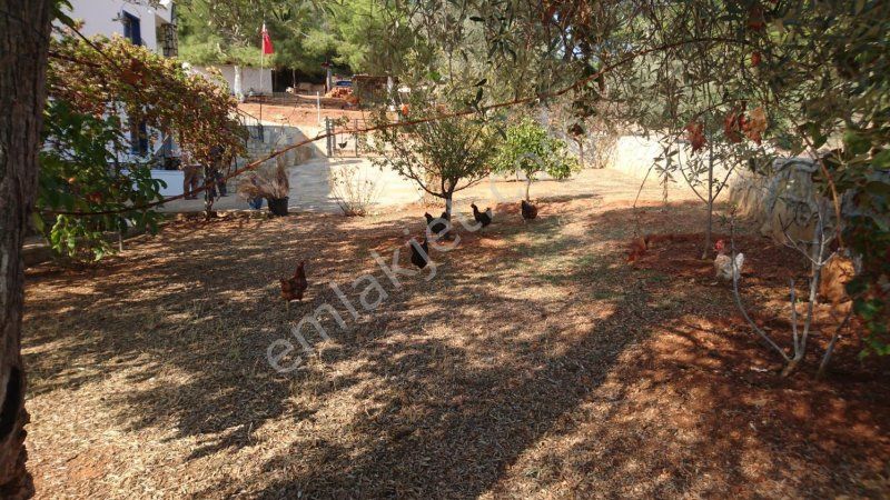 Emlakçıdan Muğla Bodrum Kızılağaç Mahallesi 1+1 Kiralık Daire 1.000 TL