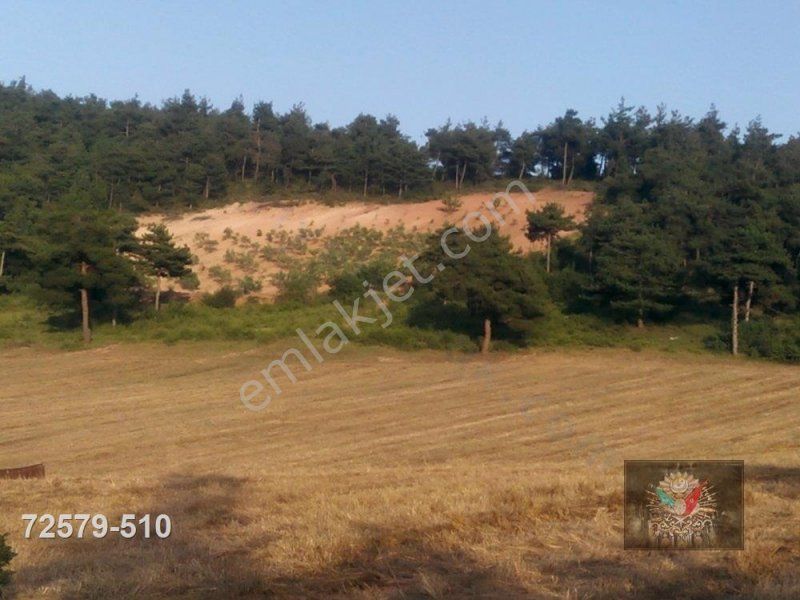 Osmaneli Çiftlik Köyünde Köy Yanı 8148 M2 Zeytin Bahçesi