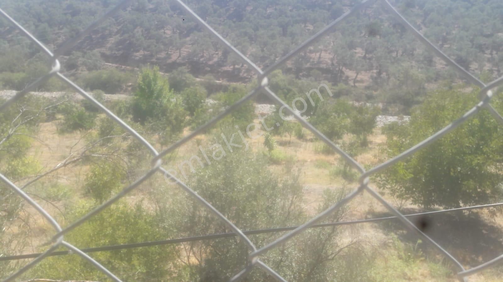 Güzeltepe Köyü Yola Sıfır Düz Ceviz Tarlası - Görsel 6
