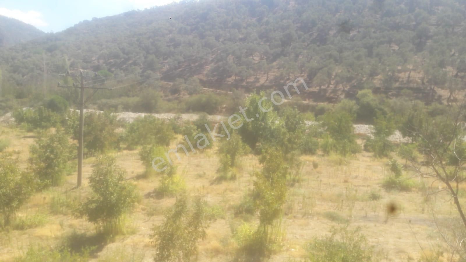 Güzeltepe Köyü Yola Sıfır Düz Ceviz Tarlası - Görsel 8