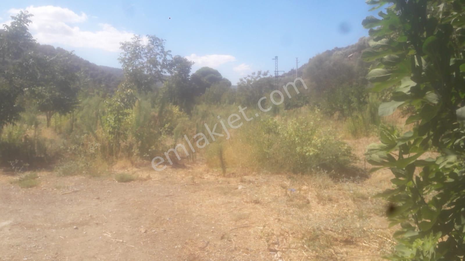 Güzeltepe Köyü Yola Sıfır Düz Ceviz Tarlası - Görsel 5