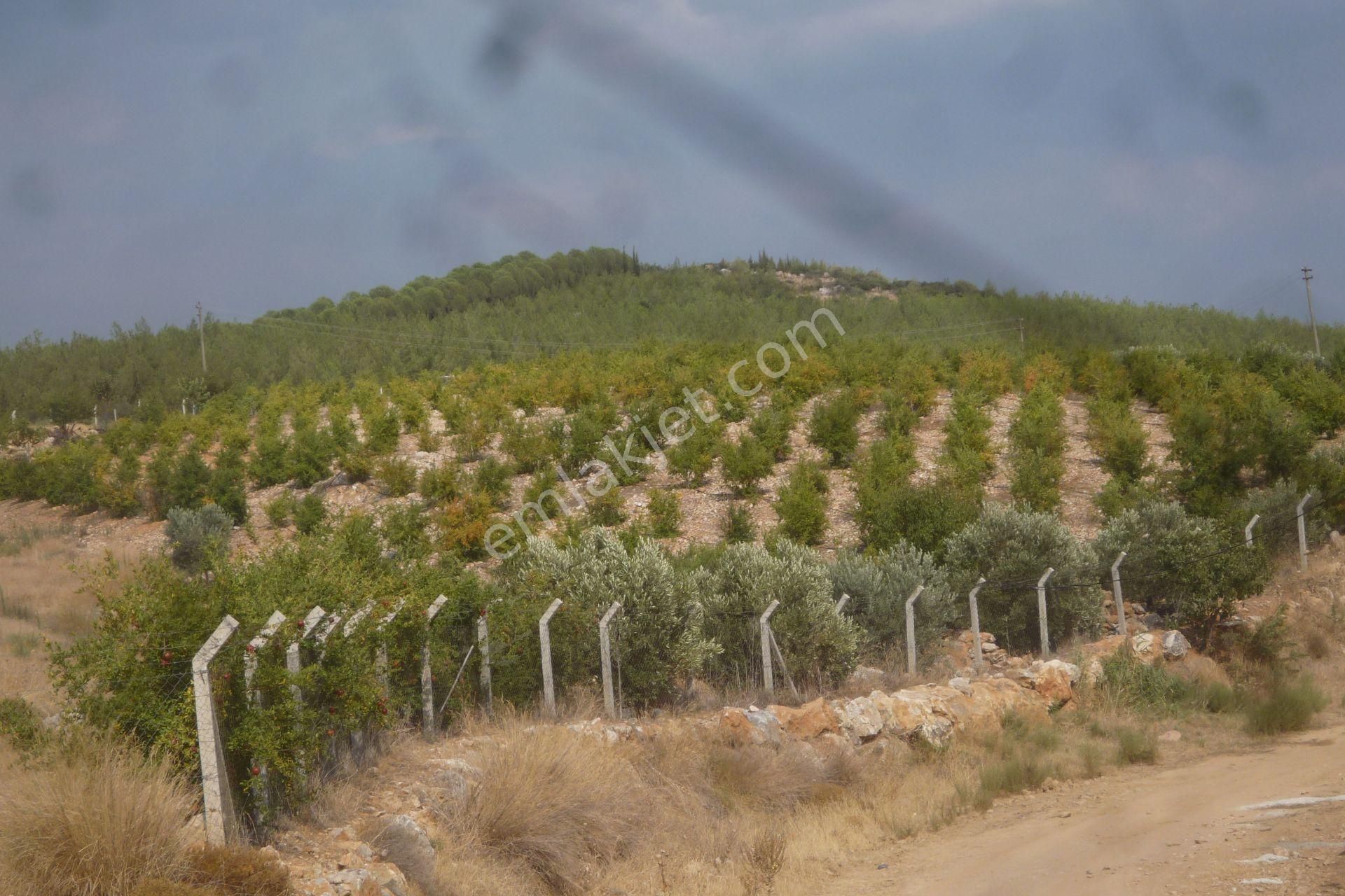 Torbalı Arslanlar Satılık Bağ & Bahçe İzmir Torbalı Gold Emlaktan Satılık Harika Bahçe