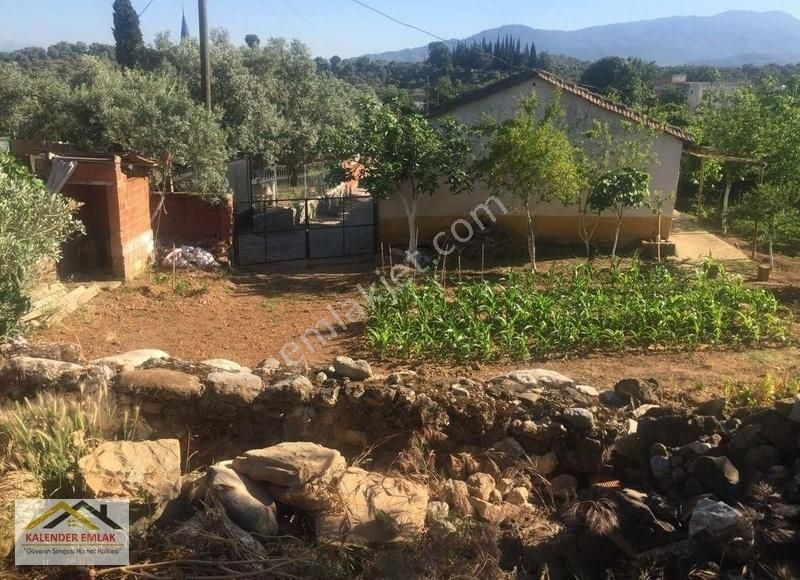 aydin germencik satilik zeytinlik ilanlari ve fiyatlari