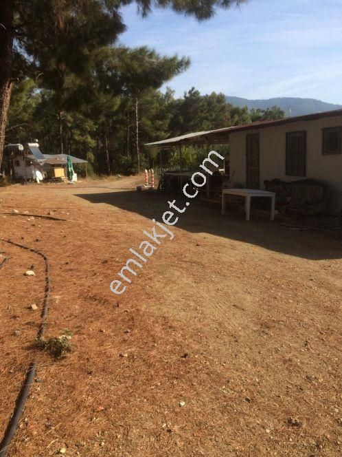 izmir menderes satilik zeytinlik ilanlari ve fiyatlari izmir menderes satilik zeytinlik ilanlari ve fiyatlari