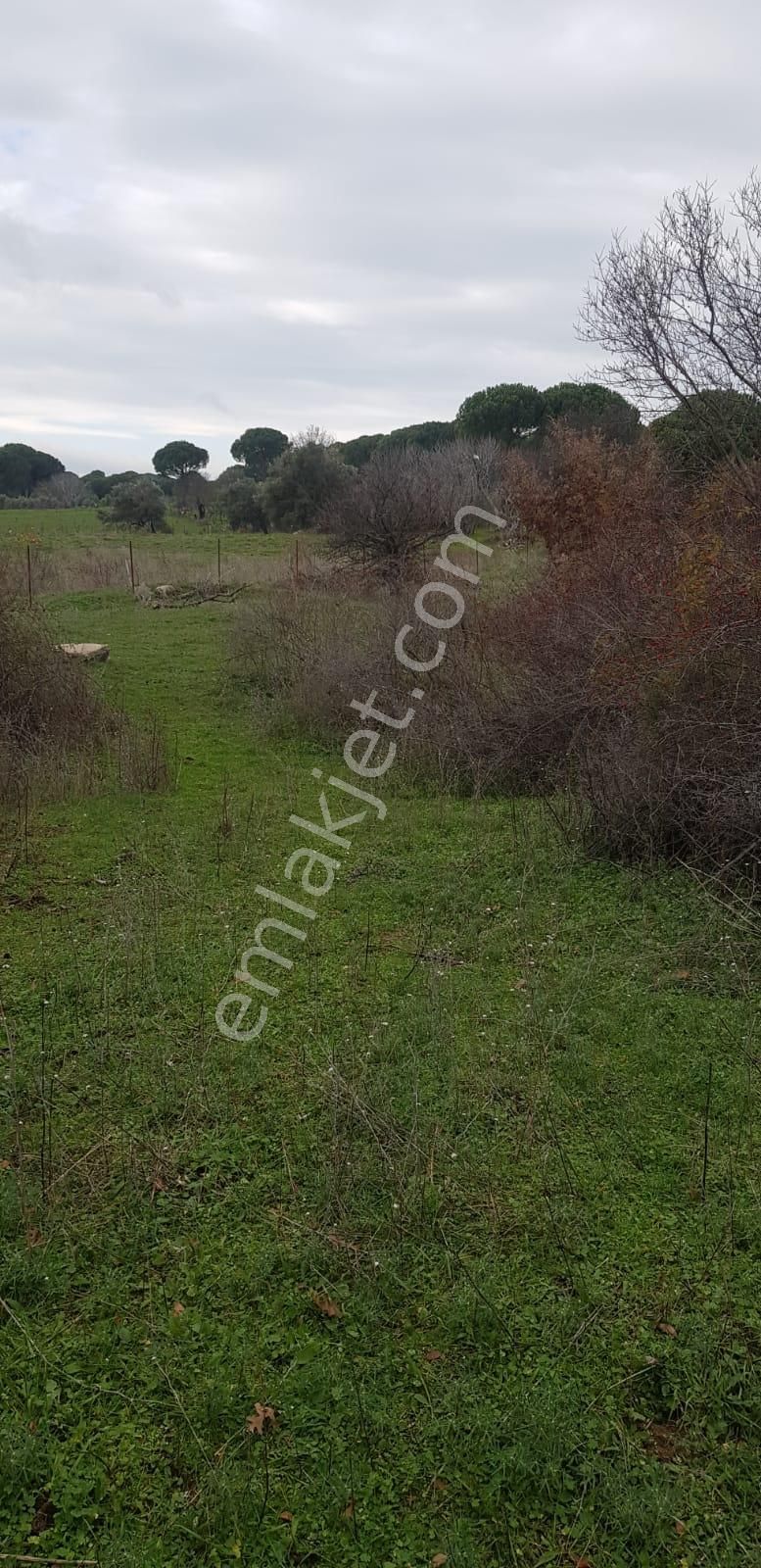 Ayvalık Bağyüzü Köyünde Müfrez Bağ - Görsel 2