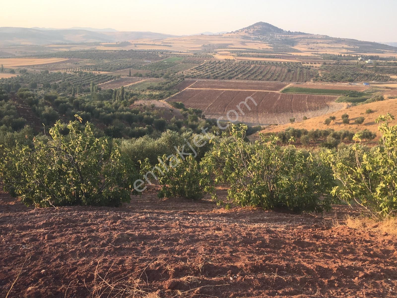 Sb Gayrimenkul'den Kavşakda Yüksek Konumlu Zeytinlik - Görsel 6
