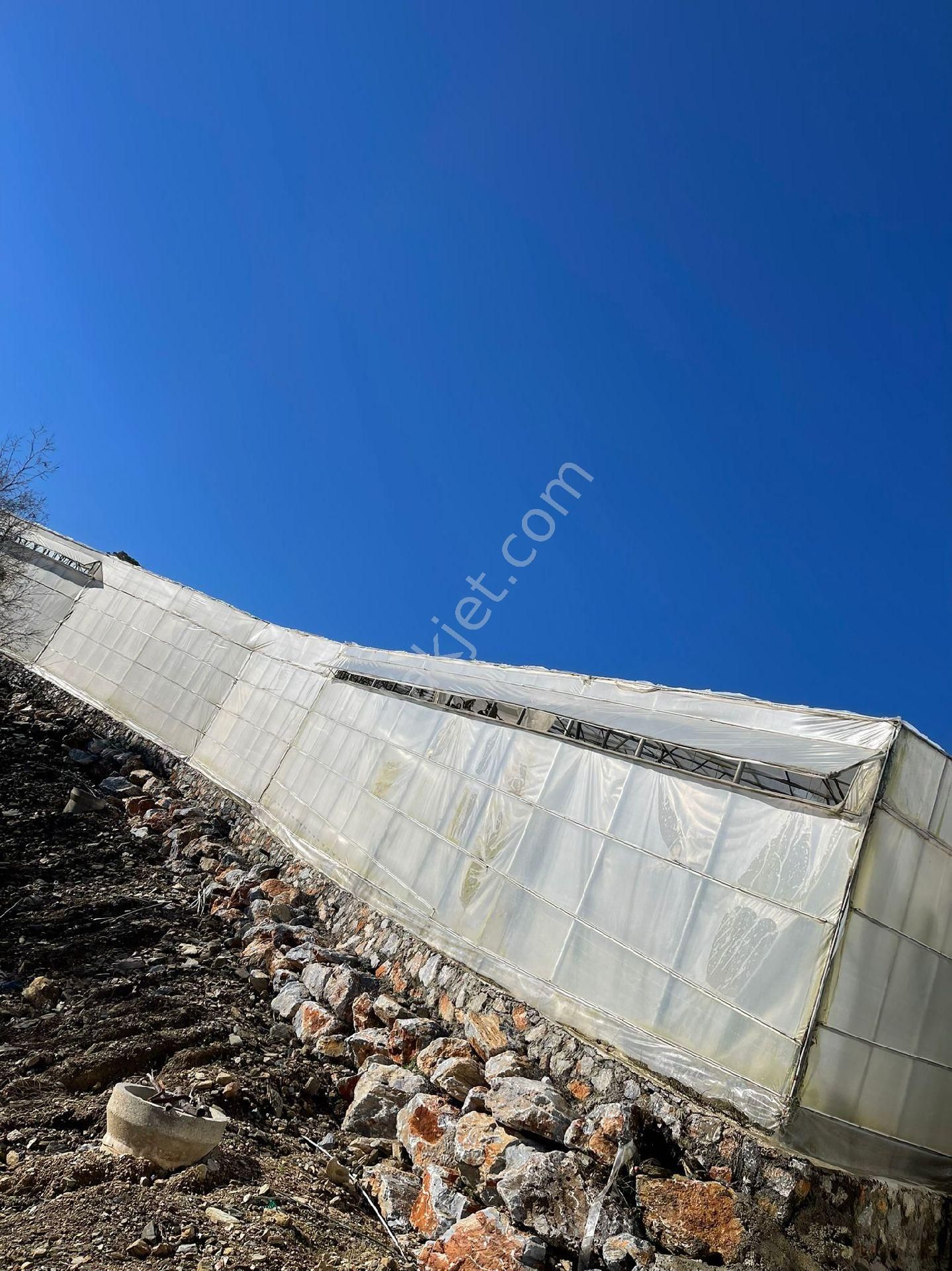 !!kaçırılmaz Yatırım Fırsatı Kurulu Düzen Muz Serası!! - Görsel 9