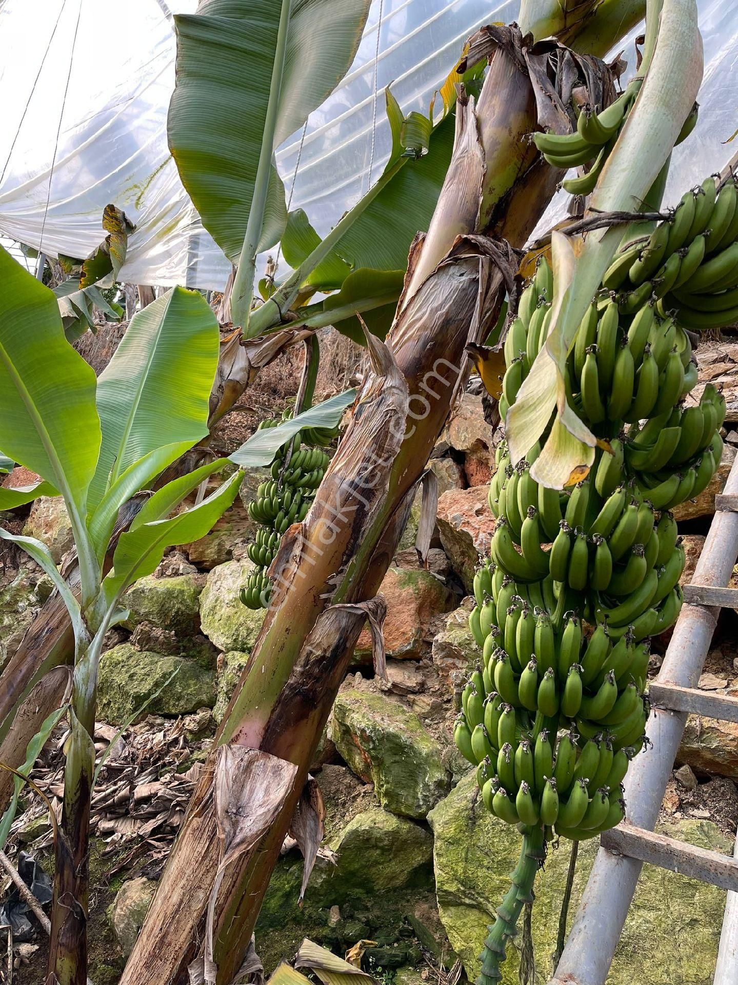 !!kaçırılmaz Yatırım Fırsatı Kurulu Düzen Muz Serası!! - Görsel 30