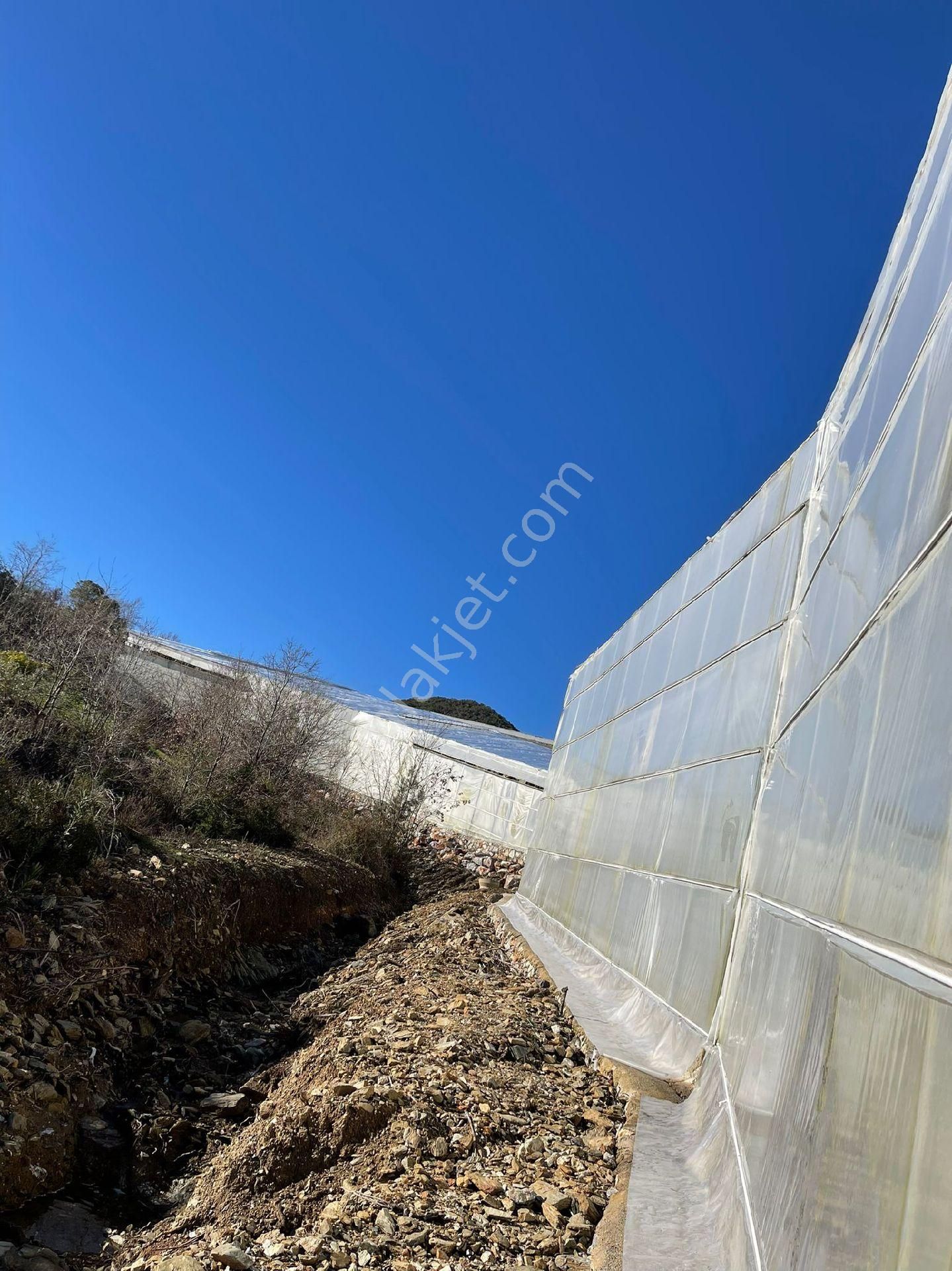 !!kaçırılmaz Yatırım Fırsatı Kurulu Düzen Muz Serası!! - Görsel 17