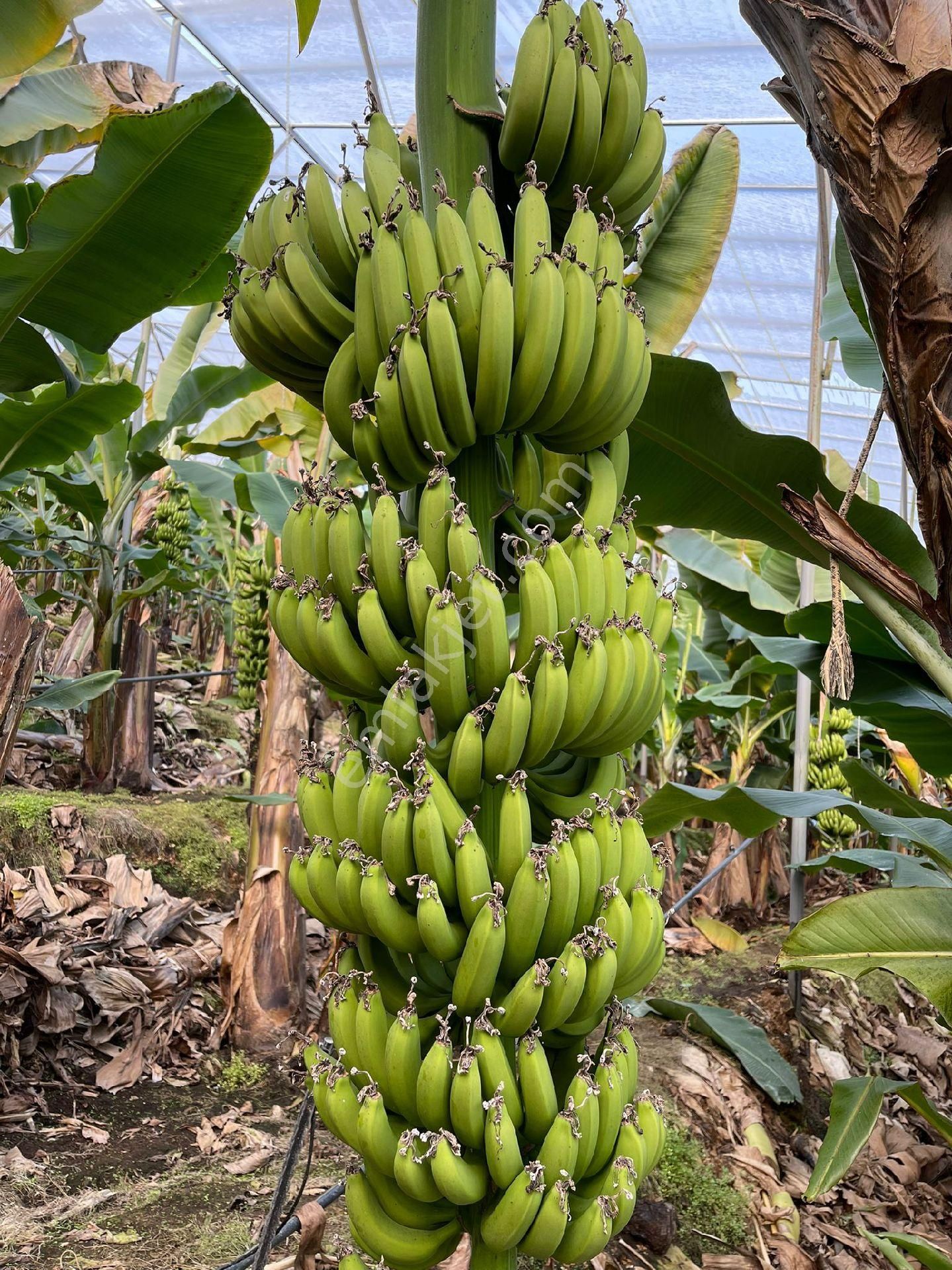 !!kaçırılmaz Yatırım Fırsatı Kurulu Düzen Muz Serası!! - Görsel 31