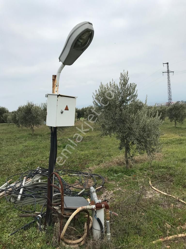 Akhisar Doğuca Satılık Zeytinlik Doğuca Mah Elektrik Suyu Olan Zeytinlik (emin'den)