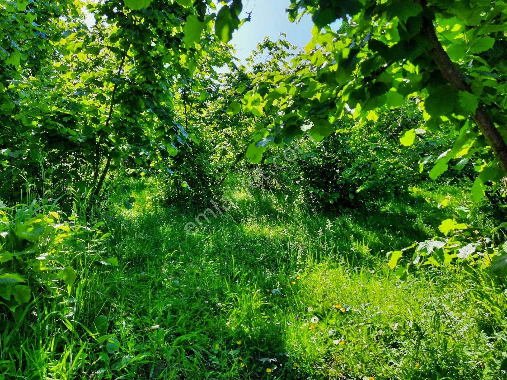 Satılık Süper Arsa. Denizmanzaralı Arsa - Görsel 19