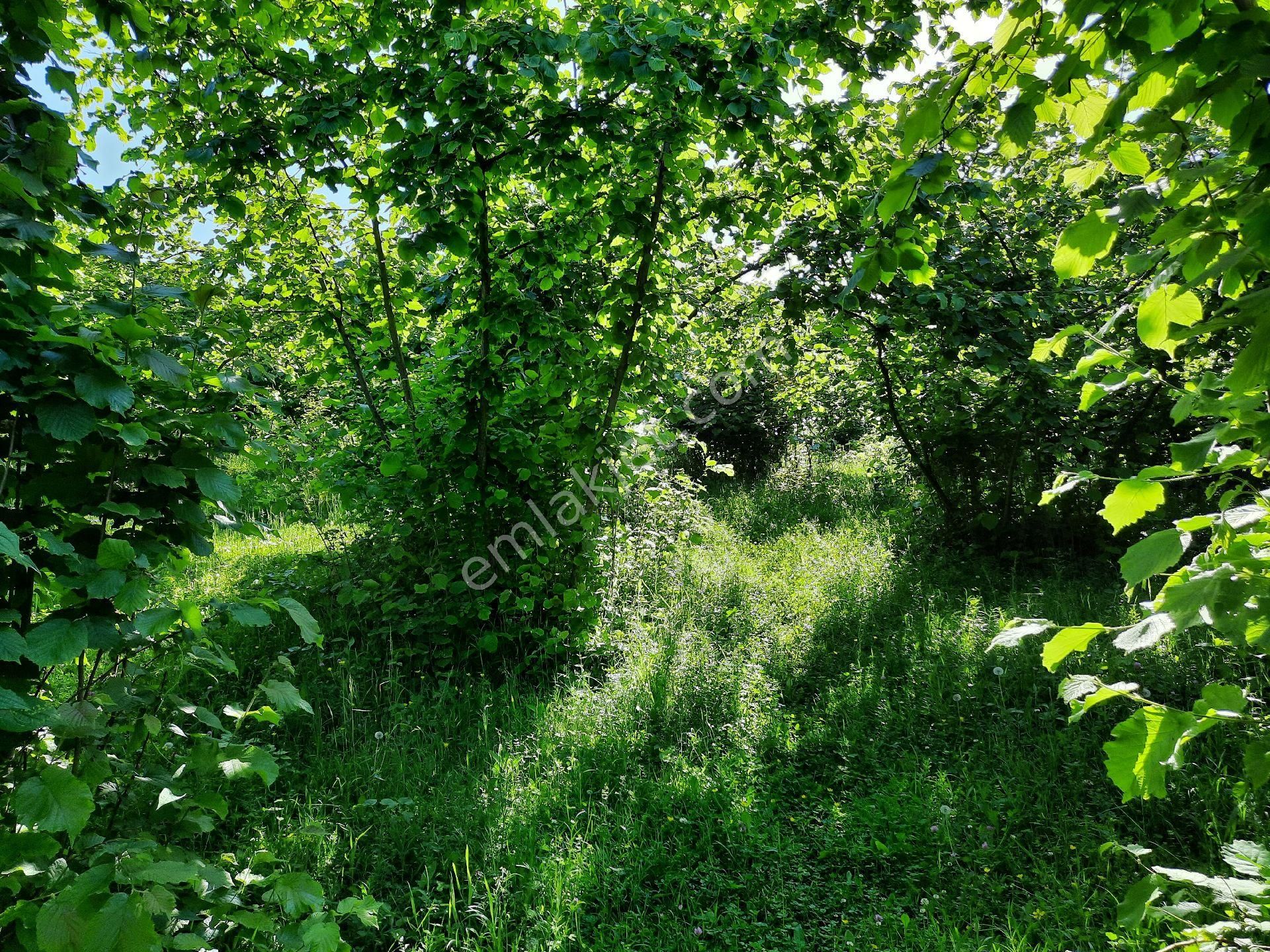 Satılık Süper Arsa. Denizmanzaralı Arsa - Görsel 14