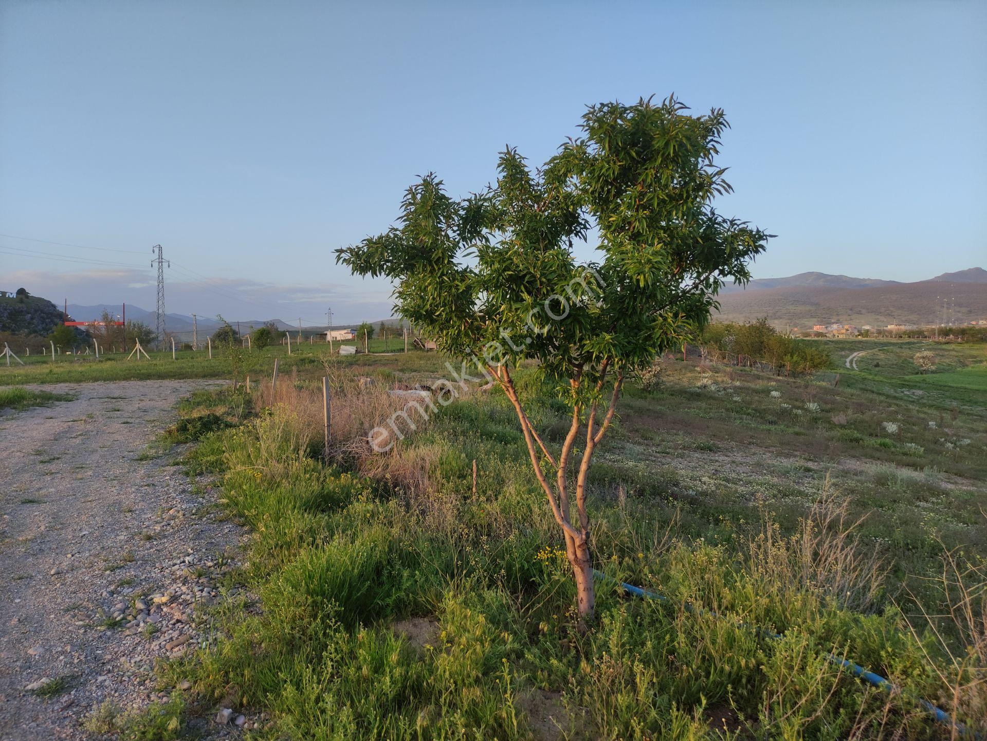 Özpınar ,dan Çavuş Köyü Girişinde Bahçe 3.383 M2 Yol Kıyısı.özel Yolu Var...! - Görsel 20