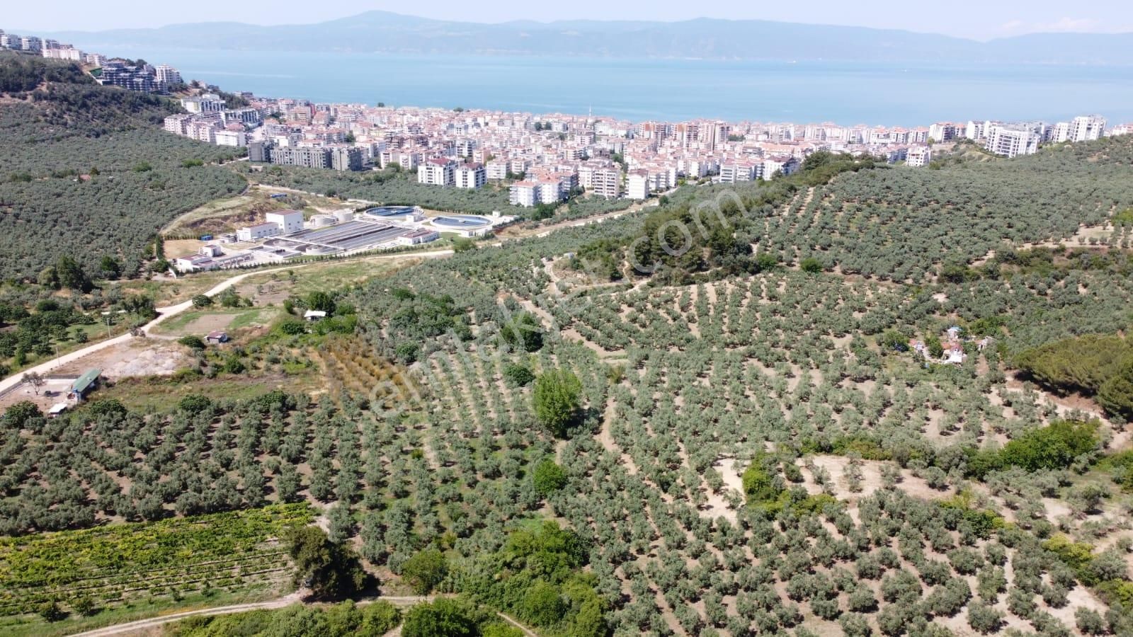 Tırpan Gayrimenkulden Mudanya Aydınpınar Köyünde 4800m2 Zeytinlik - Görsel 5