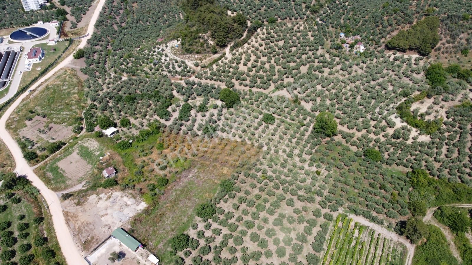 Tırpan Gayrimenkulden Mudanya Aydınpınar Köyünde 4800m2 Zeytinlik - Görsel 6