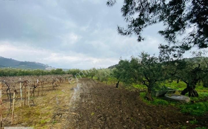 Tırpan Gayrimenkulden Mudanya Aydınpınar Köyünde 4800m2 Zeytinlik - Görsel 11